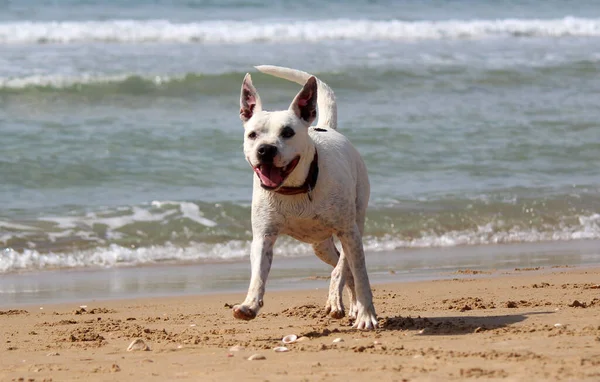 Cute white dog with red ribbon is playing on the beach. Summer day photo. Blurry sea view on background. Summer fun.