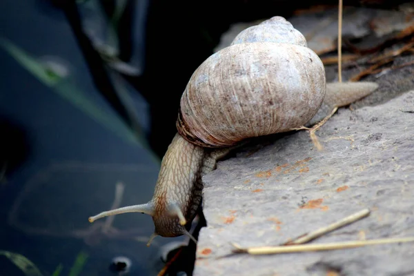 Muy Cerca Foto Caracol Jardín Verano — Foto de Stock