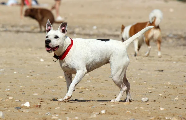 Cute white dog with red ribbon is playing on the beach. Summer day photo. Blurry sea view on background. Summer fun.