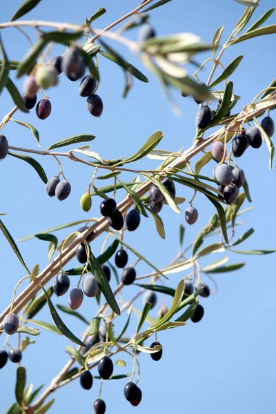 Amazing colors of nature. The most beautiful season of the year. Olive tree branch close up photo. Flora of Middle East.