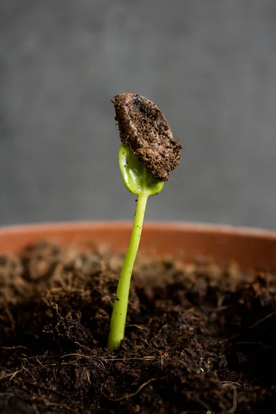 Groene Spruit Van Persimmon Grond Sluit Foto Thuis Tuinieren Concept — Stockfoto