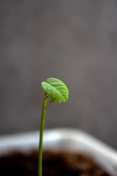 Brote Verde Caqui Suelo Cierra Foto Concepto Jardinería Doméstica Textura — Foto de Stock