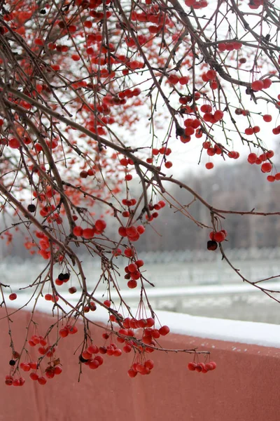 Red Rowan Berry Zimní Fotka Bílé Rozmazané Pozadí Příroda Ruska — Stock fotografie