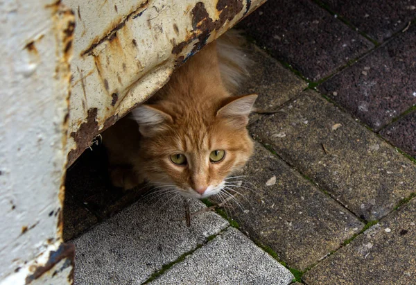 Porträt Der Süßen Ingwerkatze Katze Spielt Garten Sonniger Sommertag Foto — Stockfoto