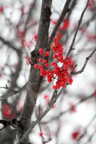 Red Rowan Berry Zimní Fotka Bílé Rozmazané Pozadí Příroda Ruska — Stock fotografie
