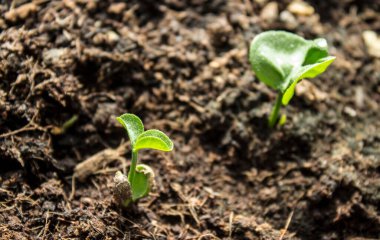 Toprakta küçük yeşil mandalina filizleri. 