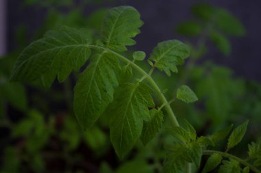 Domates filizini yaklaştır. Koyu gri arka planda yeşil yapraklar. Ev bahçesi konsepti. 
