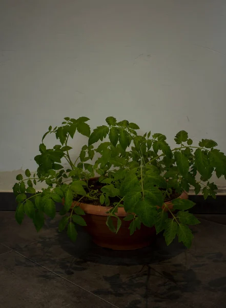 トマトはすぐに芽を出す 濃い灰色の背景に緑色の葉 ホームガーデニングのコンセプト — ストック写真