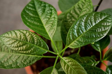 Avokado bitkisi ve güzel yeşil yapraklar. Ev bahçesi. Fotoğrafı kapat.. 