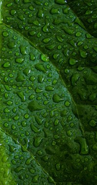Avokado bitkisinin yeşil yapraklı makro fotoğrafı. Yaprak dokusu yakın. Su yeşil yüzeye damlıyor. Soyut doğa arkaplanı.