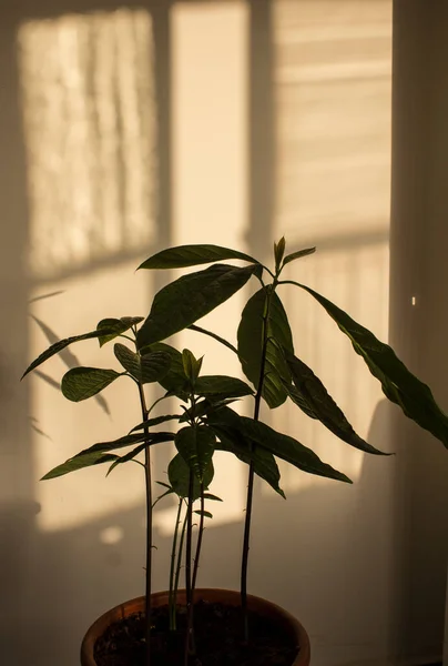 Растение Авокадо Белом Фоне Тенями — стоковое фото