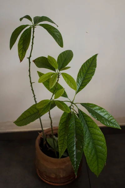 Растение Авокадо Красивыми Зелеными Листьями Главная Сад Фото Крупным Планом — стоковое фото