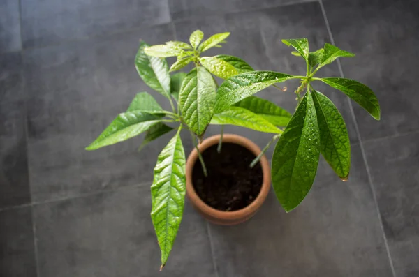 Avocado plant with beautiful green leaves. Home garden close up photo. Juicy leaf texture.