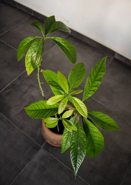 Avocado Plant Met Prachtige Groene Bladeren Huis Tuin Close Foto — Stockfoto