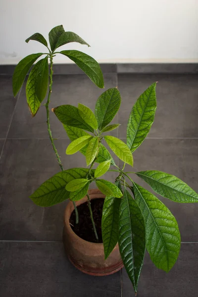 Растение Авокадо Красивыми Зелеными Листьями Главная Сад Закрыть Фото Сочная — стоковое фото