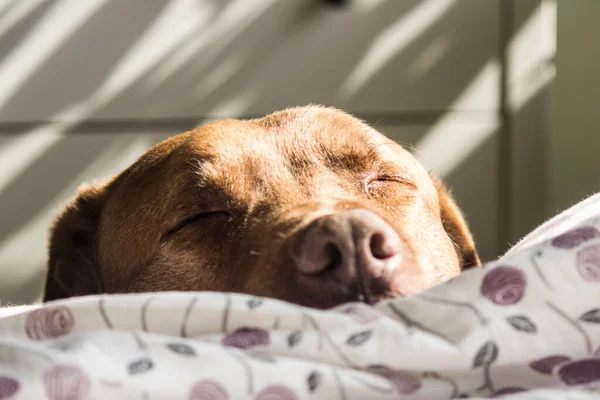 ベッドの上で寝ている可愛いラブラドール犬の肖像画 晴れた日の写真 家畜近くの写真 — ストック写真