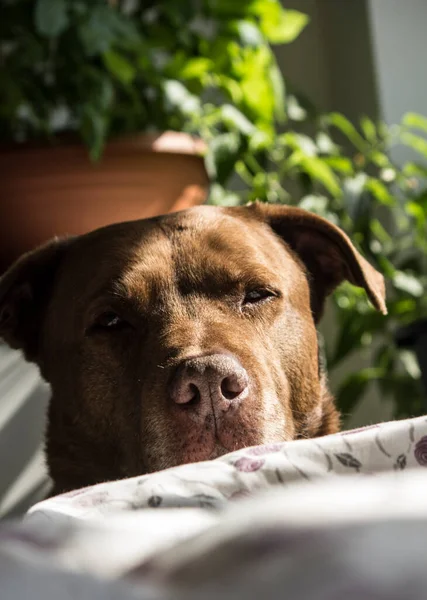 カメラを見て茶色の犬の肖像画を閉じます ホーム植物緑の葉の背景 晴れた日の写真 — ストック写真