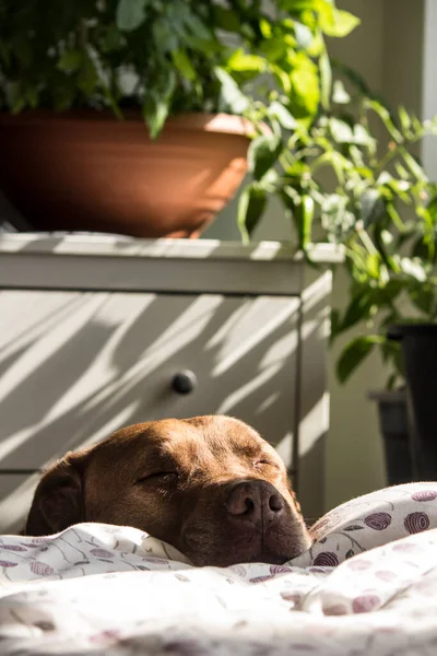 ベッドの上で寝ている茶色のラブラドール犬の肖像画 緑の葉の背景 鉢の家の植物 晴れた日の写真 ハッピーペットライフスタイル — ストック写真