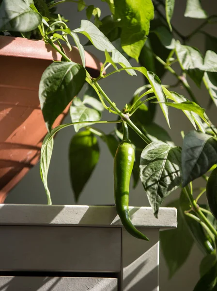 Planta Pimiento Verde Una Olla Hermosos Chiles Creciendo Los Arbustos — Foto de Stock
