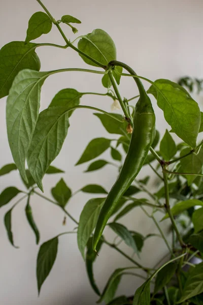 鍋にピーマンの植物 ブッシュで成長する美しい唐辛子 ホームガーデニングのコンセプト — ストック写真