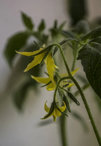 Flores Amarillas Planta Tomate Hogar Concepto Jardinería — Foto de Stock