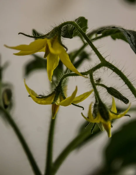 Flores Amarillas Planta Tomate Hogar Concepto Jardinería — Foto de Stock