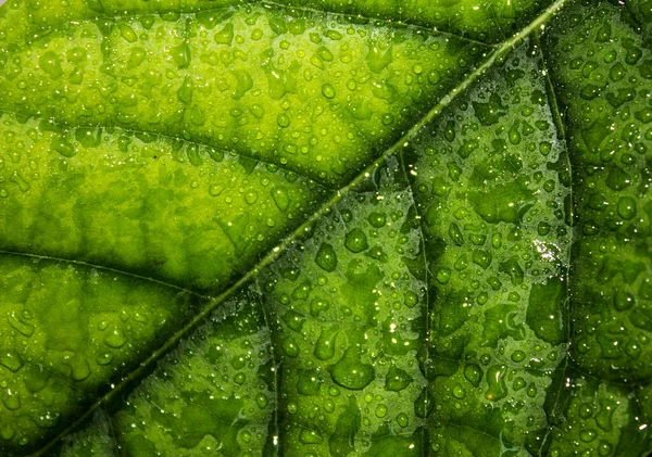 Green leaf of avocado plant macro photo. Leaf texture close up. Water drops on green surface. Abstract nature background.
