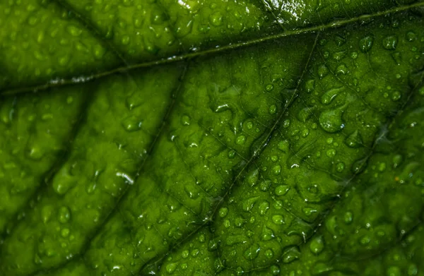 鳄梨绿叶植物宏观照片 叶面质感紧密 水滴在绿色表面上 摘要性质背景 — 图库照片