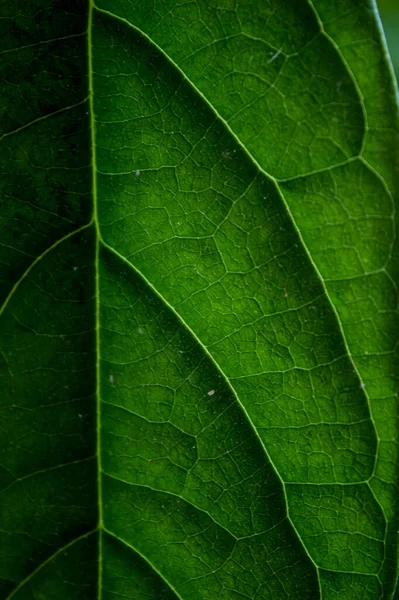 Zielony Liść Awokado Roślin Makro Zdjęcie Zbliżenie Tekstury Liści Krople — Zdjęcie stockowe