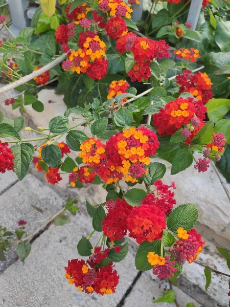 Kırmızı Sarı Çiçekler Fotoğrafı Kapatır Orta Doğu Nun Doğası — Stok fotoğraf