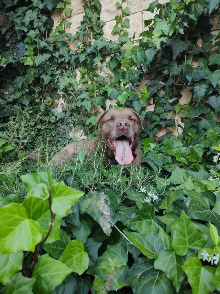 かわいい茶色のラブラドール犬は緑の芝生の上で休んでいます 夏の楽しい写真 ハッピーペットの人生 — ストック写真