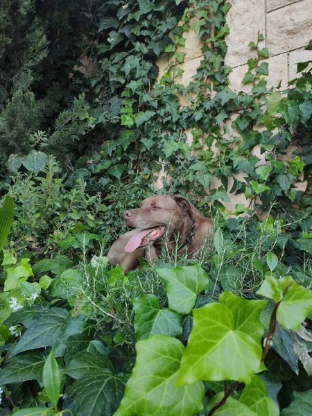 Drăguț Câine Labrador Maro Odihnește Iarbă Verde Fotografie Distractivă Vară — Fotografie, imagine de stoc