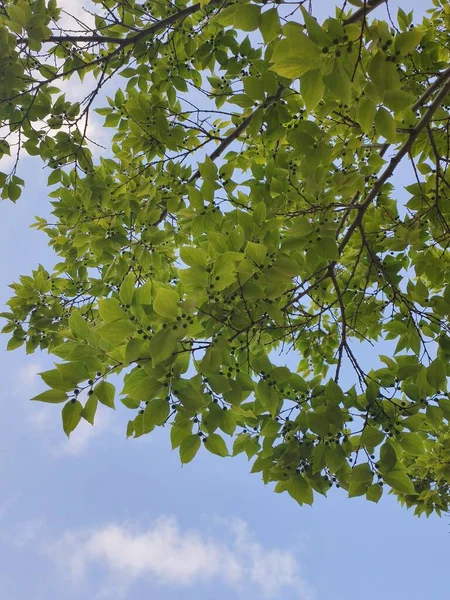 Δέντρο Κλαδί Ζουμερά Πράσινα Φύλλα Μπλε Φόντο Του Ουρανού Θερινή — Φωτογραφία Αρχείου