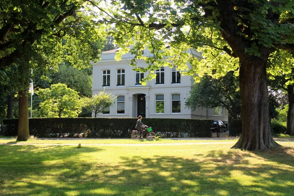 緑の公園で夏の日 緑の草 大きな木 美しい太陽 — ストック写真