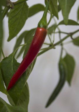 Kavanozda biber bitkisi. Çalılıklarda yetişen güzel kırmızı biberler. Ev bahçesi konsepti. 