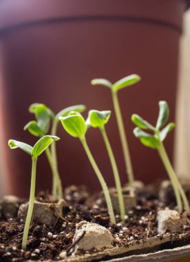 Kavun yeşili filizler yakın plan fotoğrafı. Genç bitki dokusu. Ev bahçesi konsepti. 