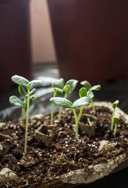 Brotes Verdes Melón Foto Cerca Textura Planta Joven Hogar Concepto — Foto de Stock