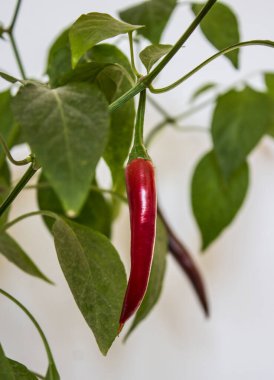 Kavanozda biber bitkisi. Yeşil yapraklı çalılıklarda yetişen güzel kırmızı biberler. Baharatlı biber, yakın plan fotoğraf. Ev bahçesi konsepti. 