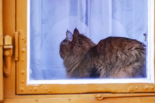 Penceredeki tüylü ev kedisi. Güzel uzun kahverengi kürklü kedi pencerede oturuyor ve içinde bir yere bakıyor. Turuncu çerçeve ve beyaz perdeler.