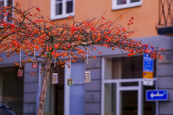 Küçük bir hurma ağacına benzeyen parlak kırmızı-turuncu meyveli bir ağaç / bitki. Ağaç cam kavanozlardan yapılmış el yapımı fenerlerle süslenmiş. Basit bir sokak dekorasyonu örneği..