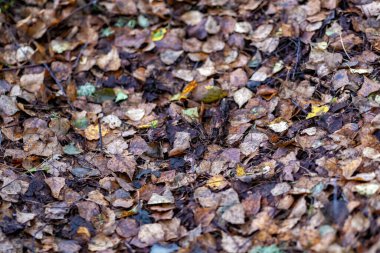 Düşmüş yapraklar ve oldukça üzücü bir sonbahar doğal halısı. Oldukça tipik bir mevsimlik fotoğraf. Zemin neredeyse tamamen dökülen yapraklarla kaplı. Doğal halı. Gerçek sıcak renkler, büyük resim boyutu.