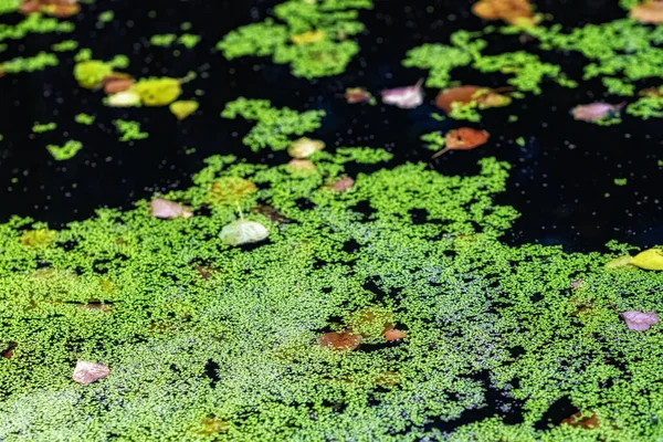 Bulanık su yüzeyinde kurumuş yapraklarla yüzen parlak yeşil ördek otu. Tatlı su depoları, göller, bataklıklar ve göletler genellikle yeşil bir halı gibi bu bitkiyle kaplıdır..