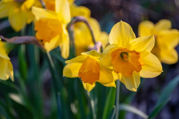 Нарциссы Желтые Цветы Темно Зеленом Фоне Теплый Дневной Свет — стоковое фото
