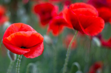Bir tarladaki kırmızı gelincik çiçeklerini kapatın. Mayısın sonunda harika haşhaş tarlası. Haşhaş tarlası yakın.