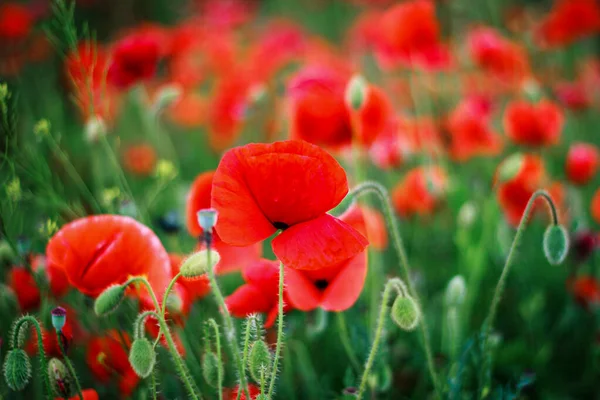 Bir Tarladaki Kırmızı Gelincik Çiçeklerini Kapatın Mayısın Sonunda Harika Haşhaş — Stok fotoğraf