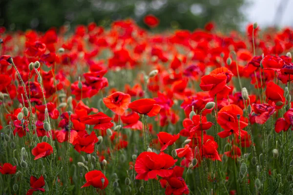 Zamknij Czerwone Kwiaty Maku Polu Niesamowite Pole Maku Pod Koniec — Zdjęcie stockowe