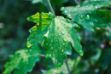 Yeşil yapraklı çiğ damlaları ve güneş ışınları