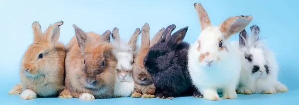 Группа Милых Кроликов Полу Светло Голубой Фон Концепции Млекопитающих Пасхальный — стоковое фото
