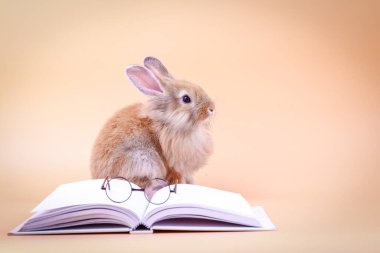 Gözlüklü beyaz bir kitabın üzerinde oturan sevimli tavşan. Paskalya tatili