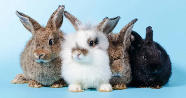 Grupp Söta Små Kaniner Golvet Ljusblå Bakgrund Däggdjurskoncept Och Påskfestival — Stockfoto